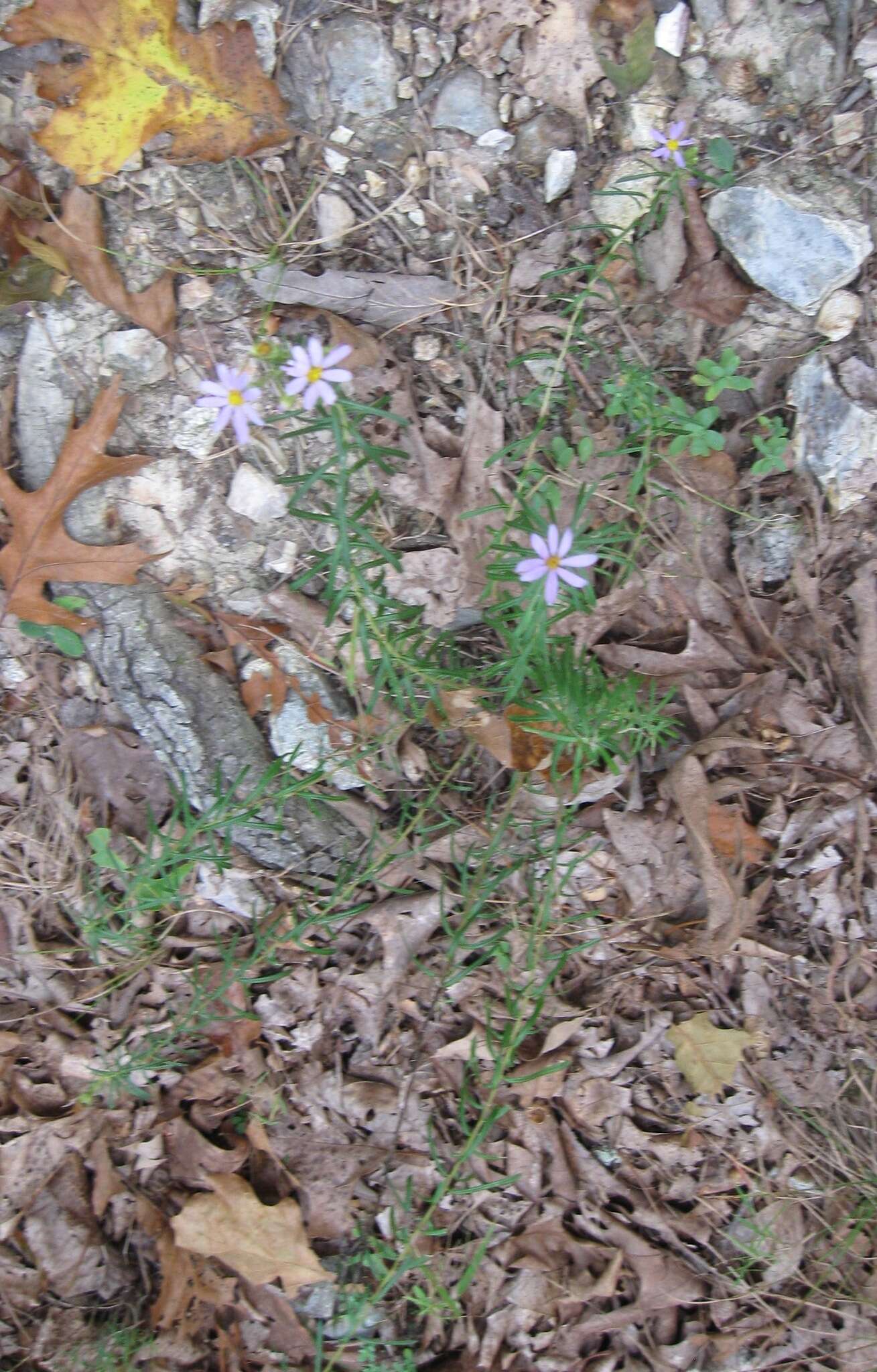 Imagem de Ionactis linariifolia (L.) Greene