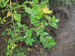 Imagem de Zanthoxylum clava-herculis subsp. fruticosum (A. Gray) Reynel