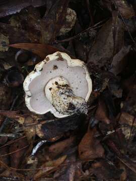 Image of Tylopilus peralbidus (Snell & Beardslee) Murrill 1938