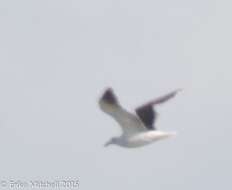 Image of Great Black-backed Gull