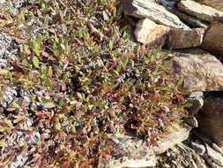 صورة Dryas octopetala subsp. alaskensis (A. Pors.) Hult.