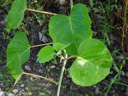 Ipomoea carnea subsp. carnea resmi