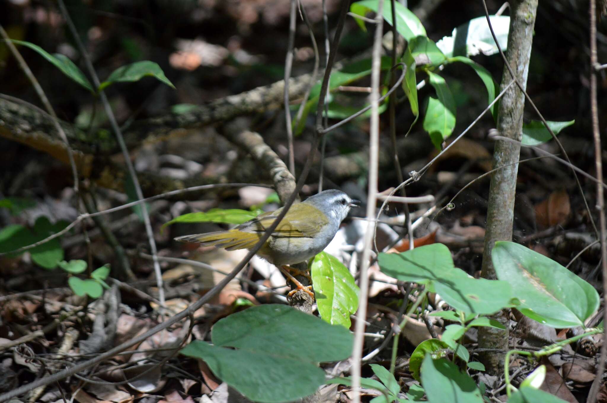 Image of White-striped Warbler