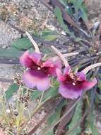 Image of Diascia longicornis (Thunb.) Druce