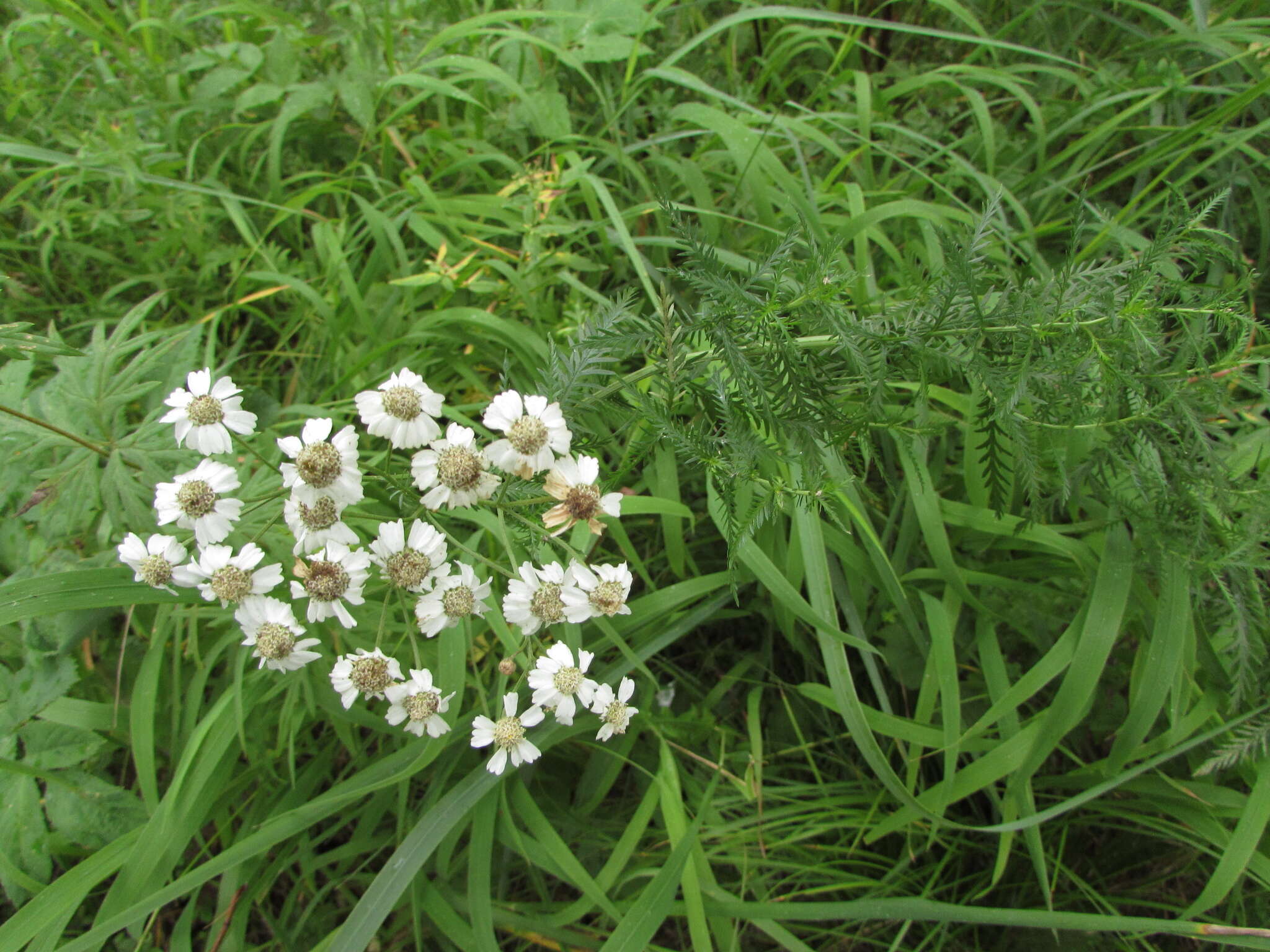 Image of Achillea ledebourii Heimerl