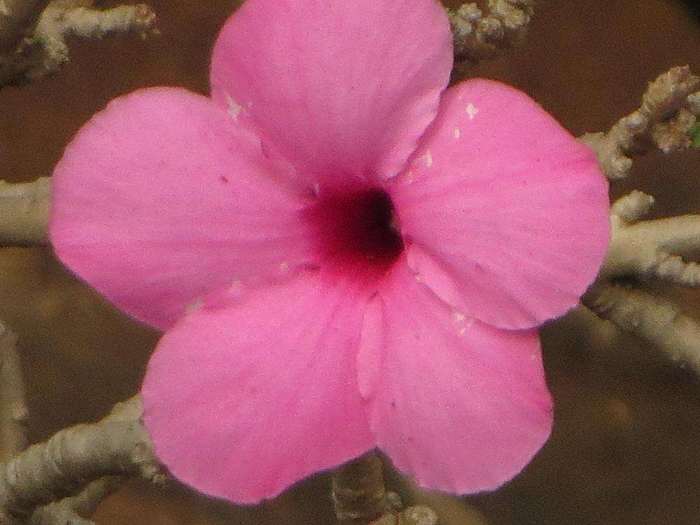 Image de Adenium obesum subsp. swazicum (Stapf) G. D. Rowley