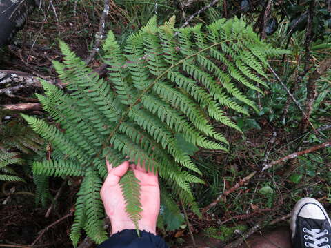 Image of Polystichum pungens (Kaulf.) C. Presl