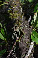 Image of Taeniophyllum trachypus Schltr.