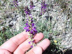 Plancia ëd Dalea lasiathera A. Gray