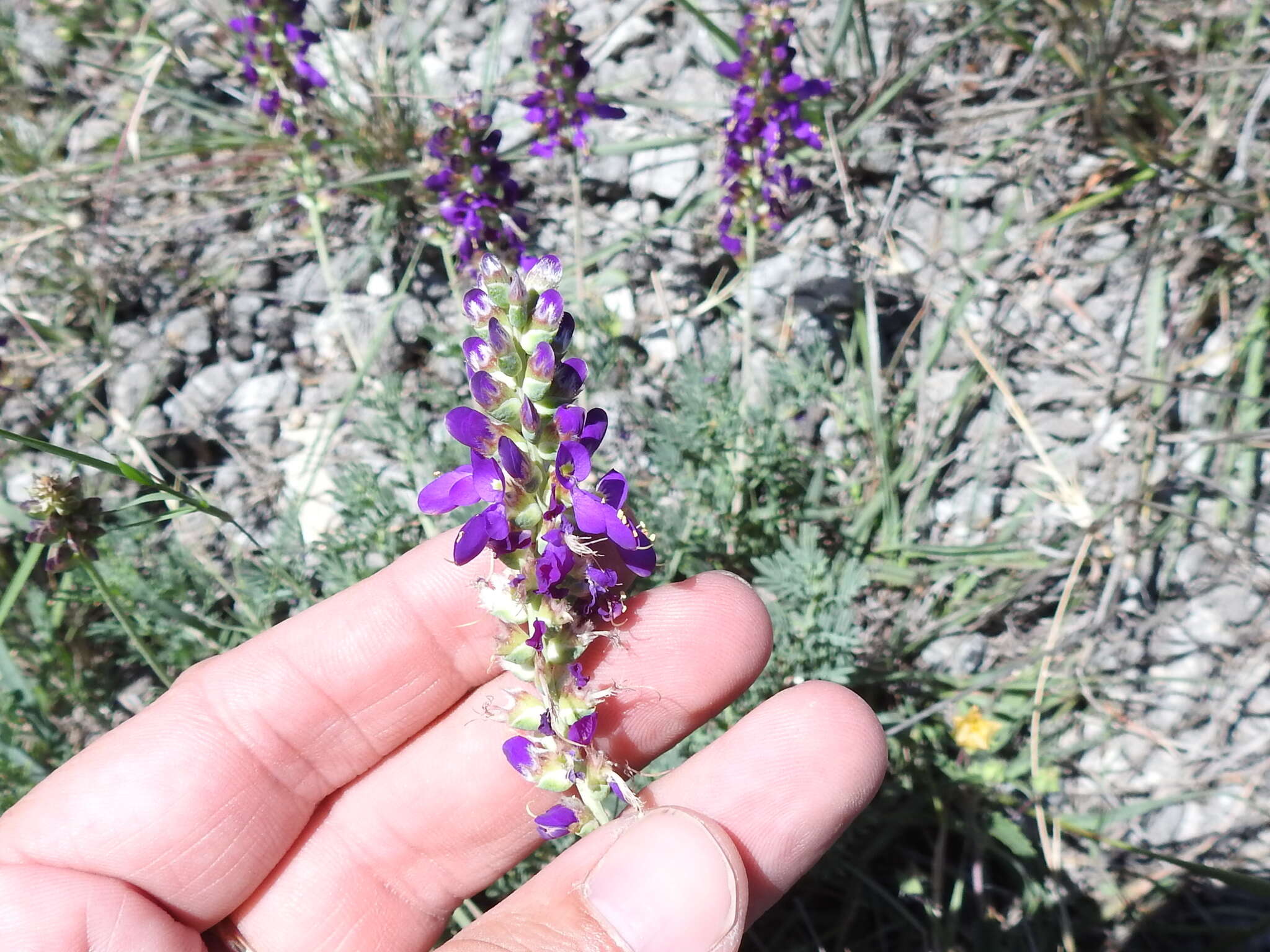 Image of purple dalea