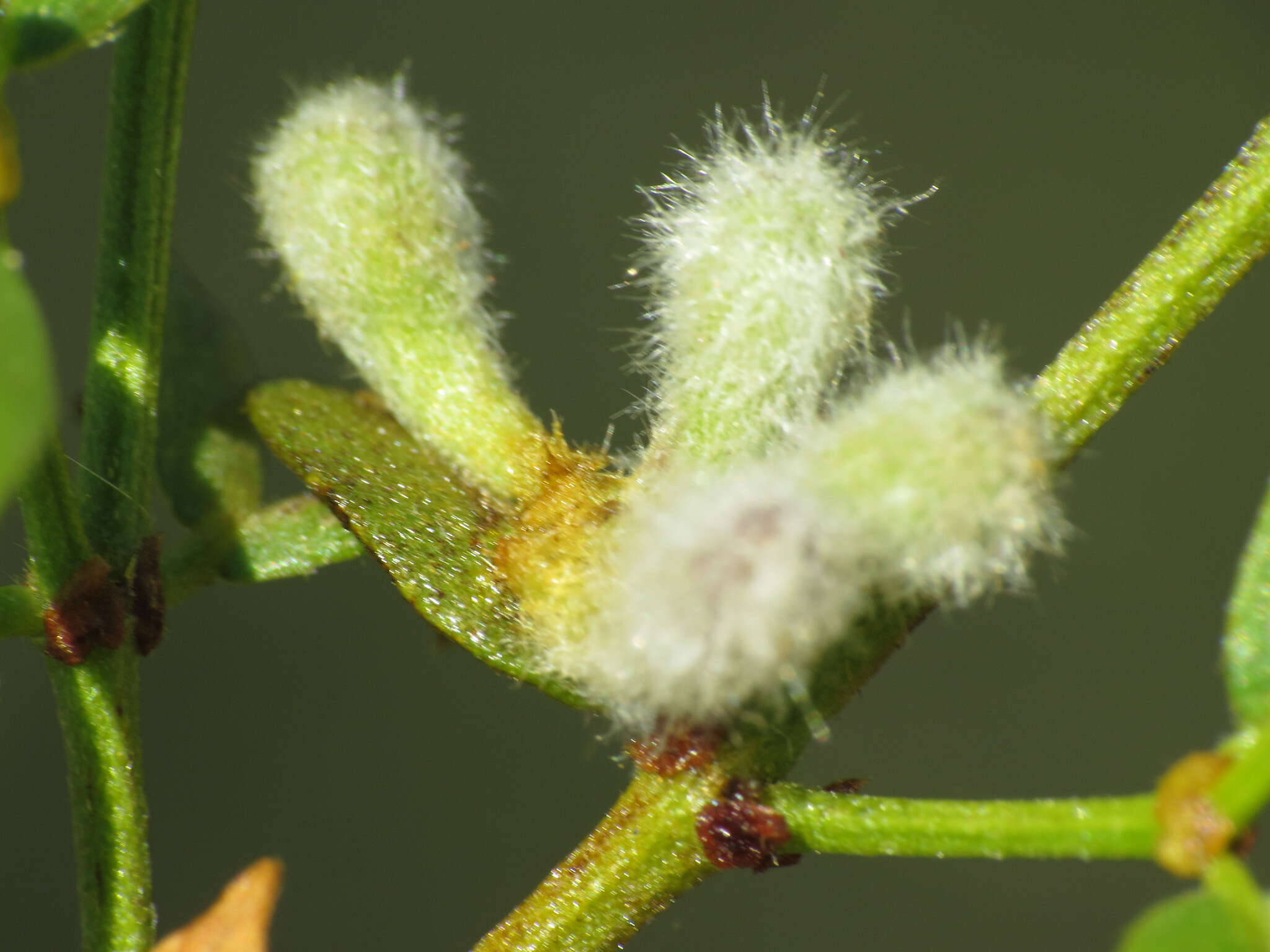 Image of Asphondylia pilosa Gagne 1990