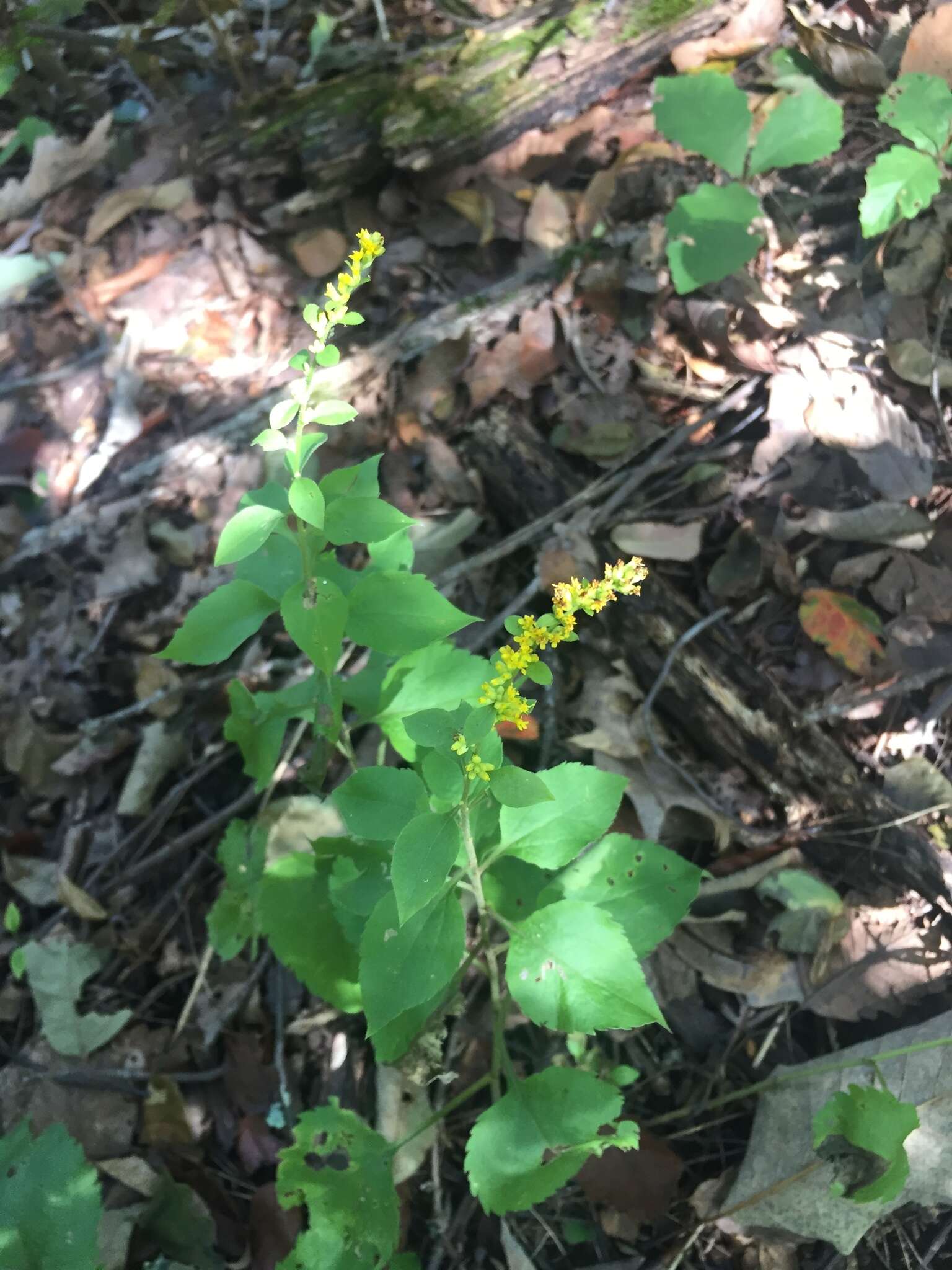 Image of autumn goldenrod