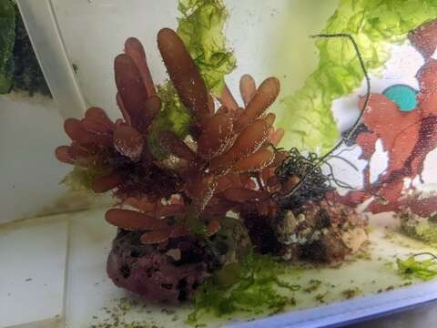 Image of Red Sea Grapes