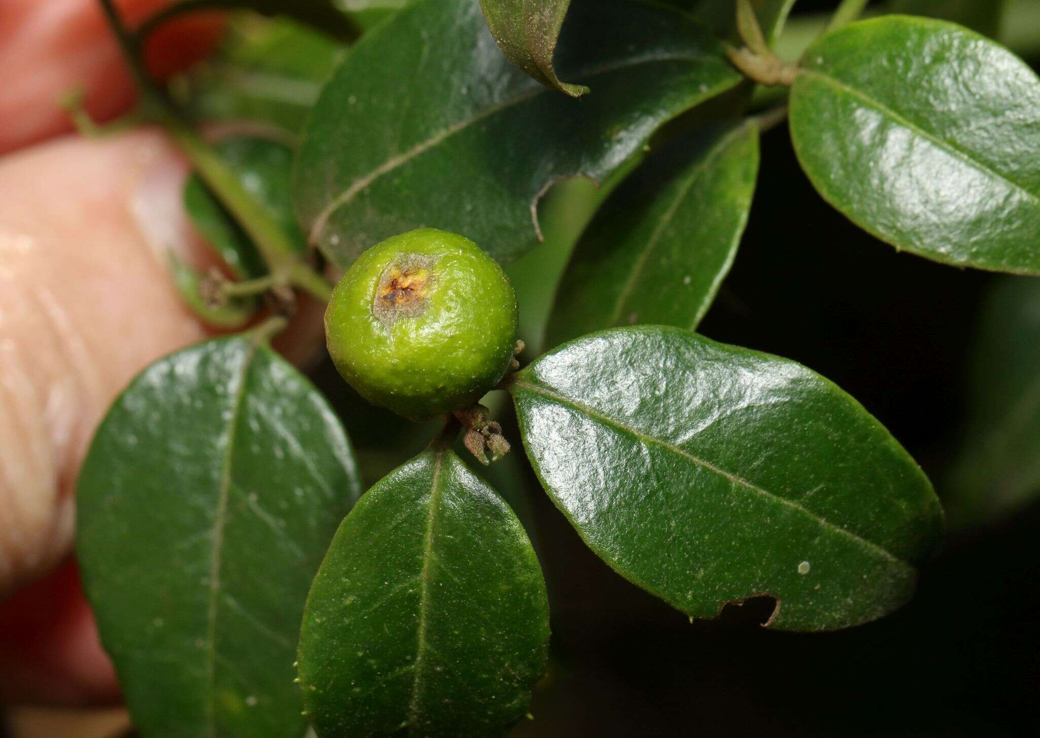 Image of Lemon-thorn