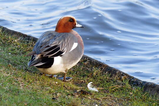 Image of Eurasian Wigeon