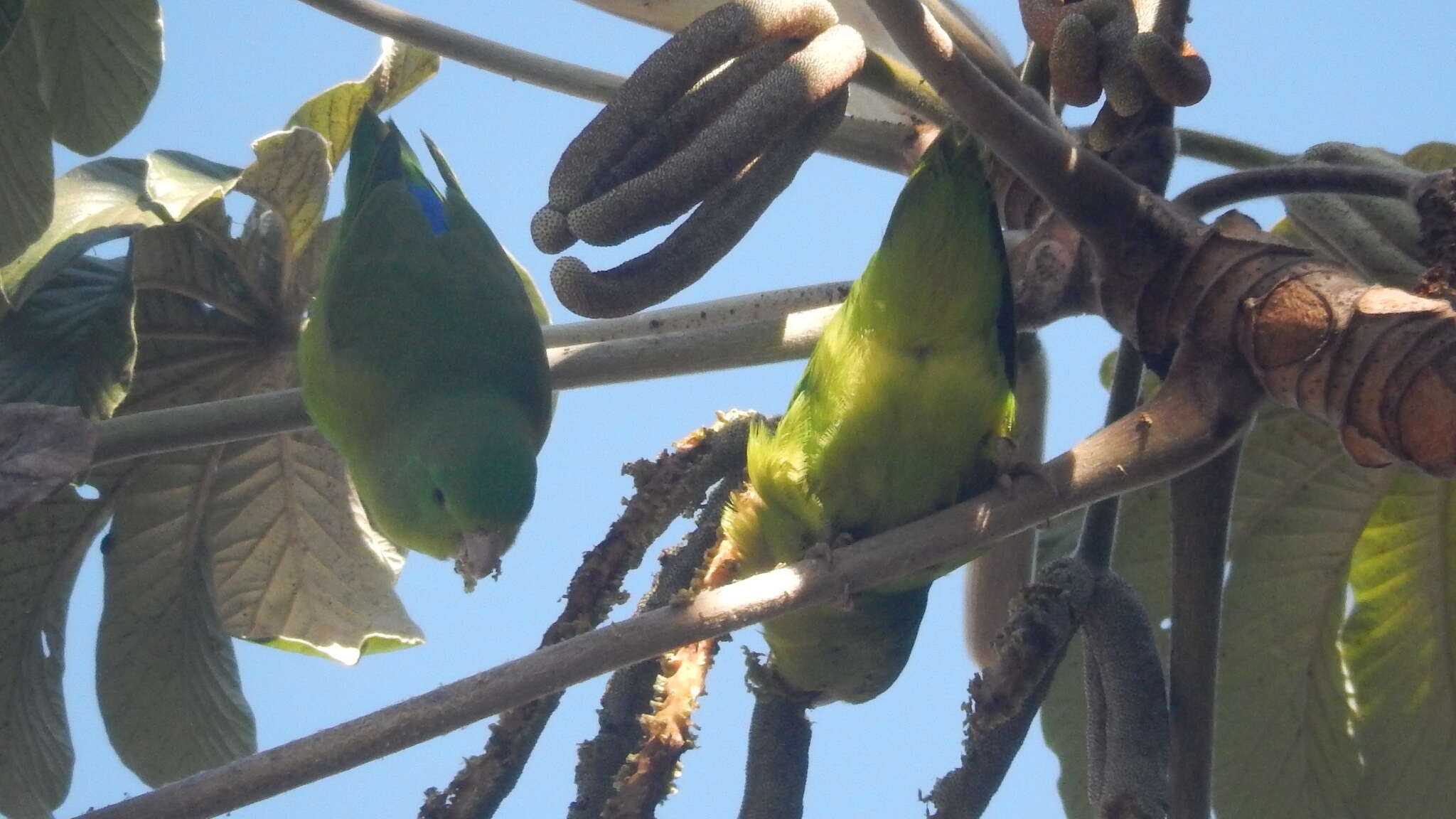 Image of Blue-winged Parrotlet