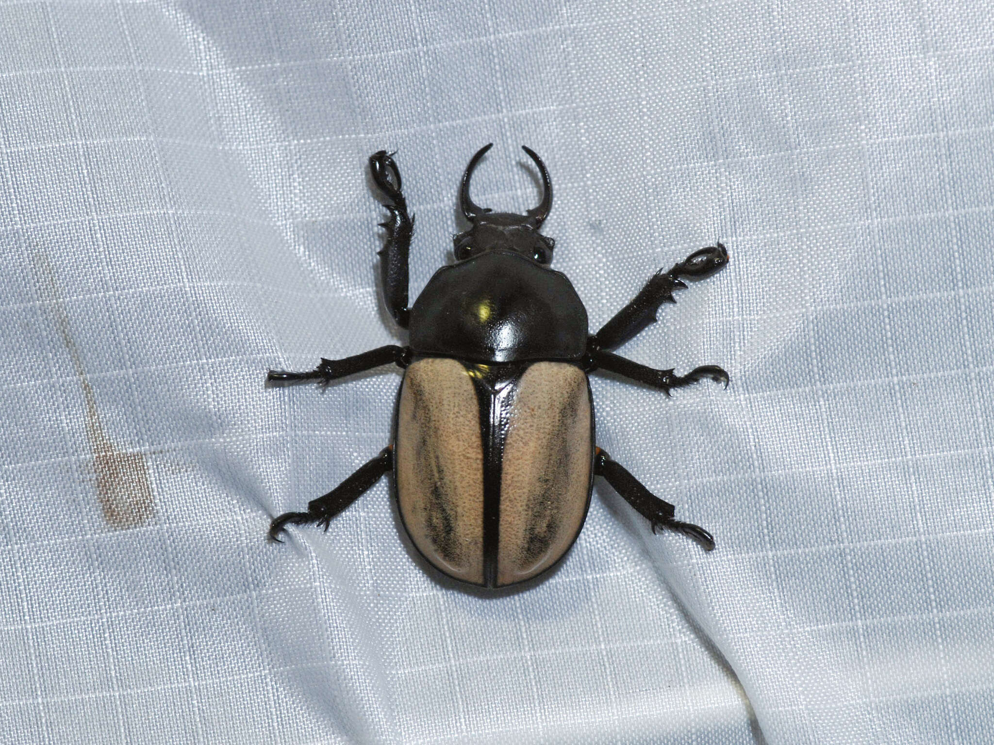 Image de Fruhstorferia flavipennis Nagai 1984