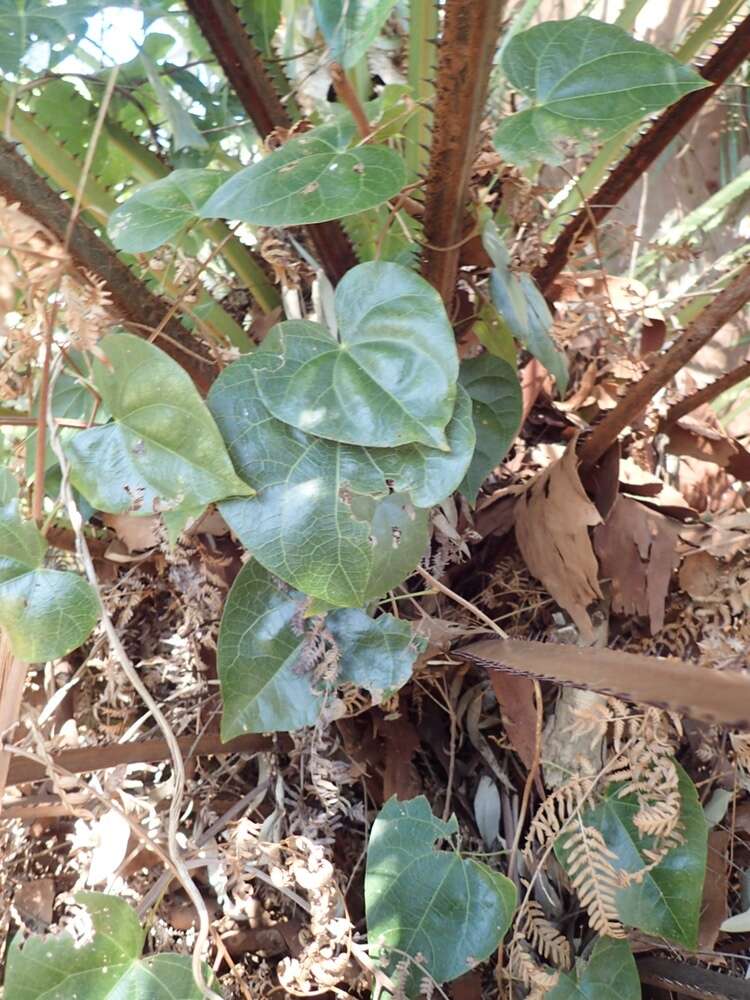 Image of Sarcopetalum harveyanum F. Müll.