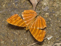 Image of Chersonesia risa Doubleday (1848)