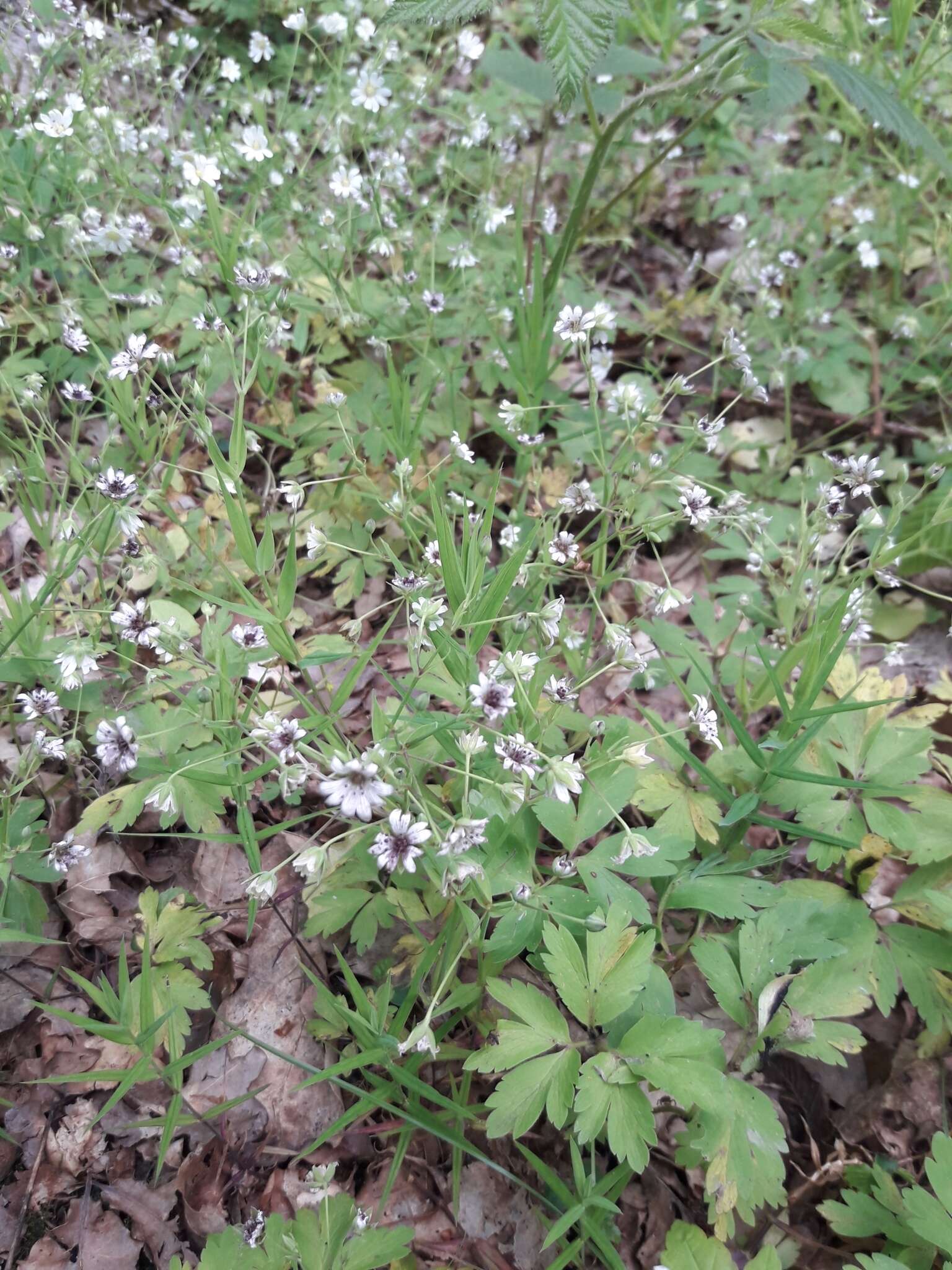 Microbotryum stellariae (Sowerby) G. Deml & Oberw. 1982的圖片