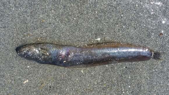 Image of Black blenny