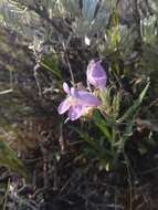 Image of fuzzytongue penstemon