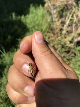 Melanoplus gracilipes Scudder & S. H. 1897的圖片