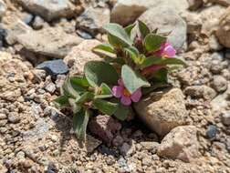 Image of compact monkeyflower