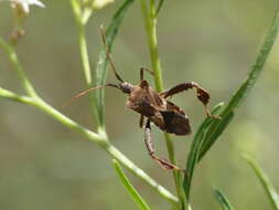 Image of Leptoglossus impictus (Stål 1860)