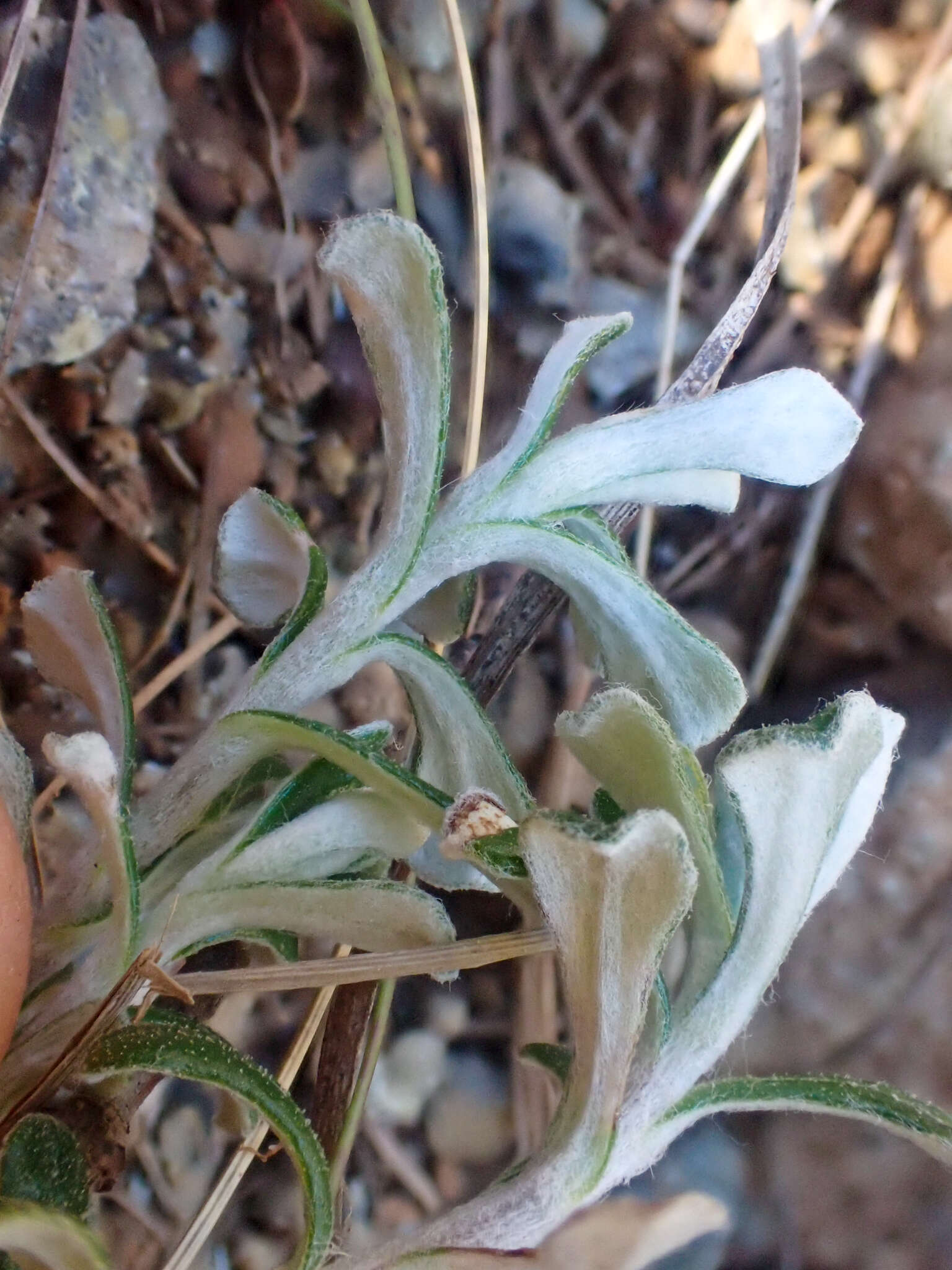 Image de Antennaria suffrutescens Greene