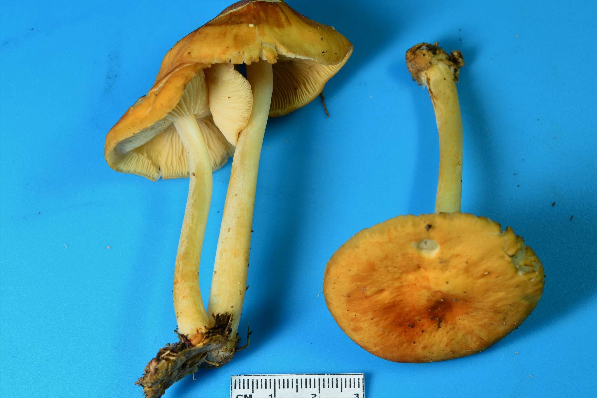 Image of Marasmius strictipes (Peck) Singer 1943