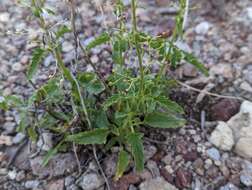 Image of desert figwort