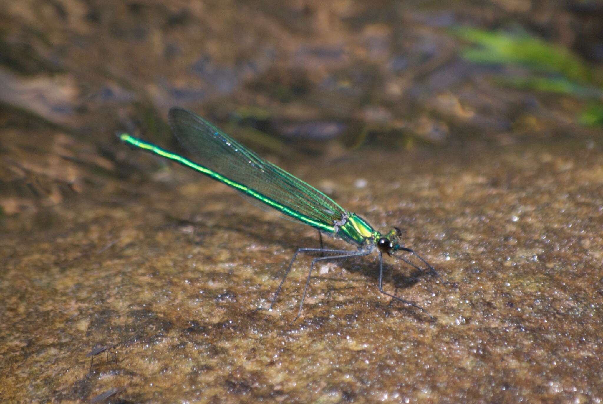 Image of Appalachian Jewelwing