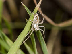 Image of Oxyopes globifer Simon 1876