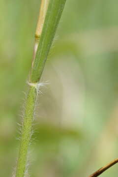 Image de Danthonia intermedia subsp. intermedia