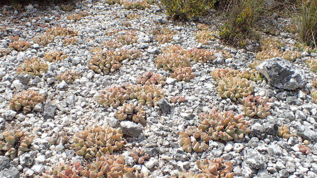 Image of Gibbaeum hartmannianum Thiede & Niesler