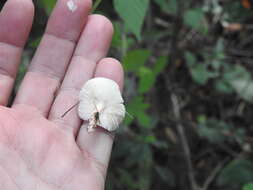 Image of Lepiota subincarnata J. E. Lange 1940