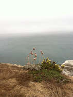 Image of seaside buckwheat