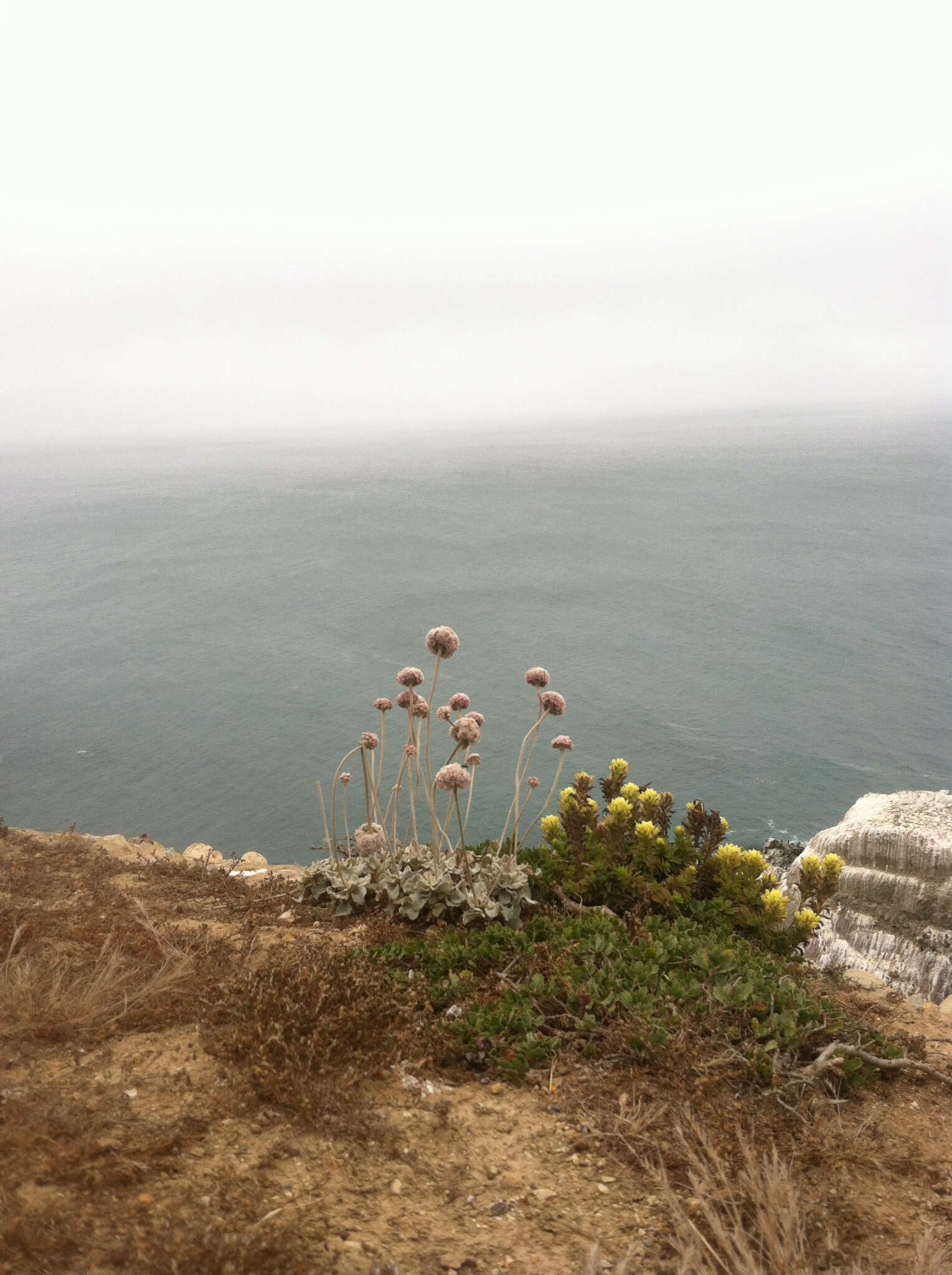 Image of seaside buckwheat