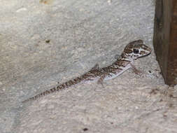 Image of Panther Gecko