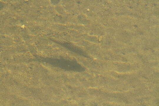 Image of Black Mahseer