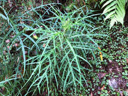 Image de <i>Cirsium tatakaense</i>