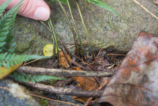 Image de Polystichum luctuosum (Kunze) T. Moore