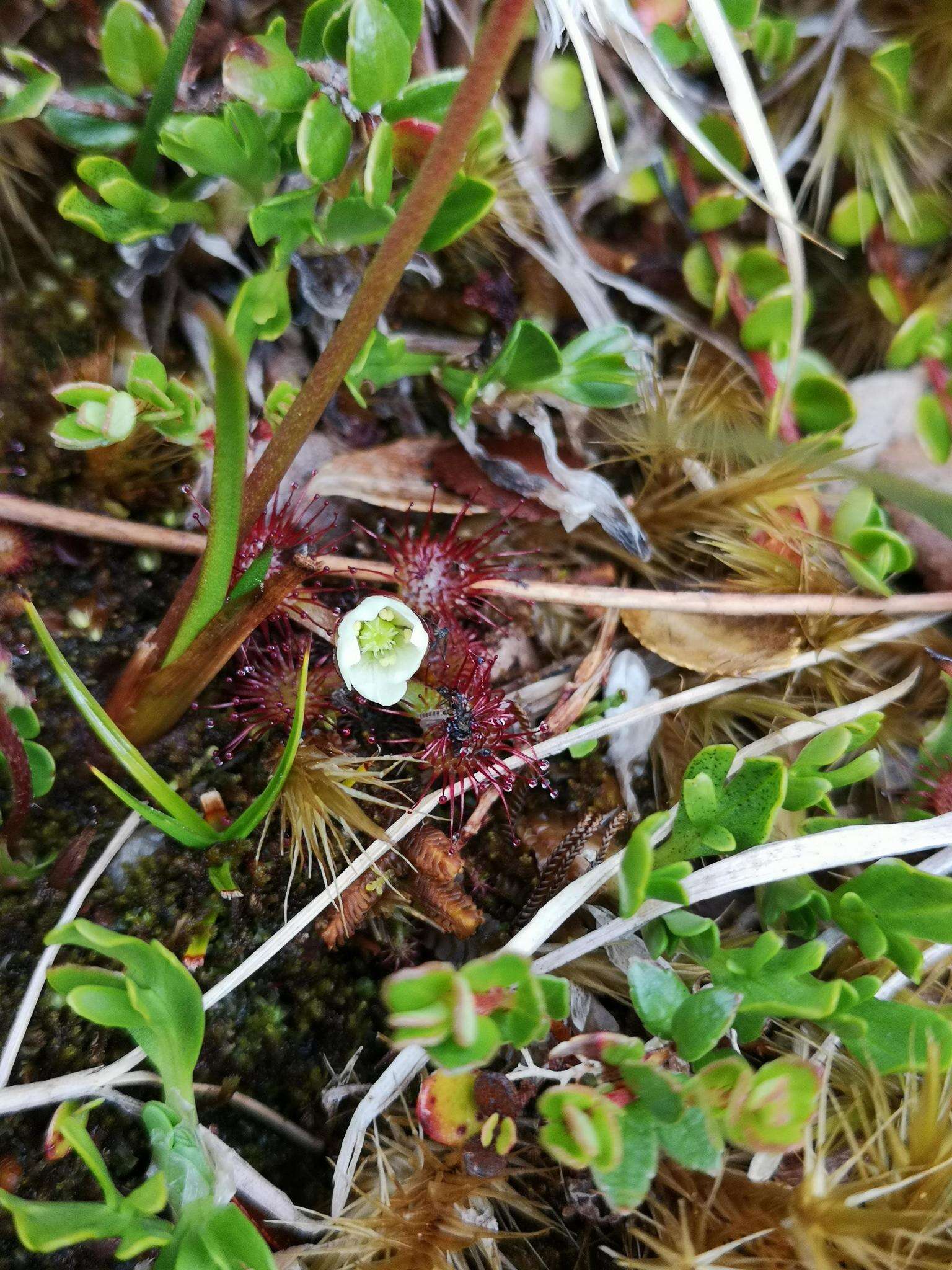 Image of Drosera uniflora Willd.