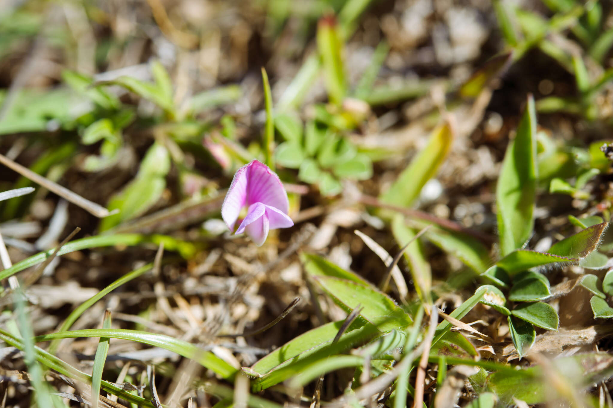 Image of Tephrosia obovata Merr.