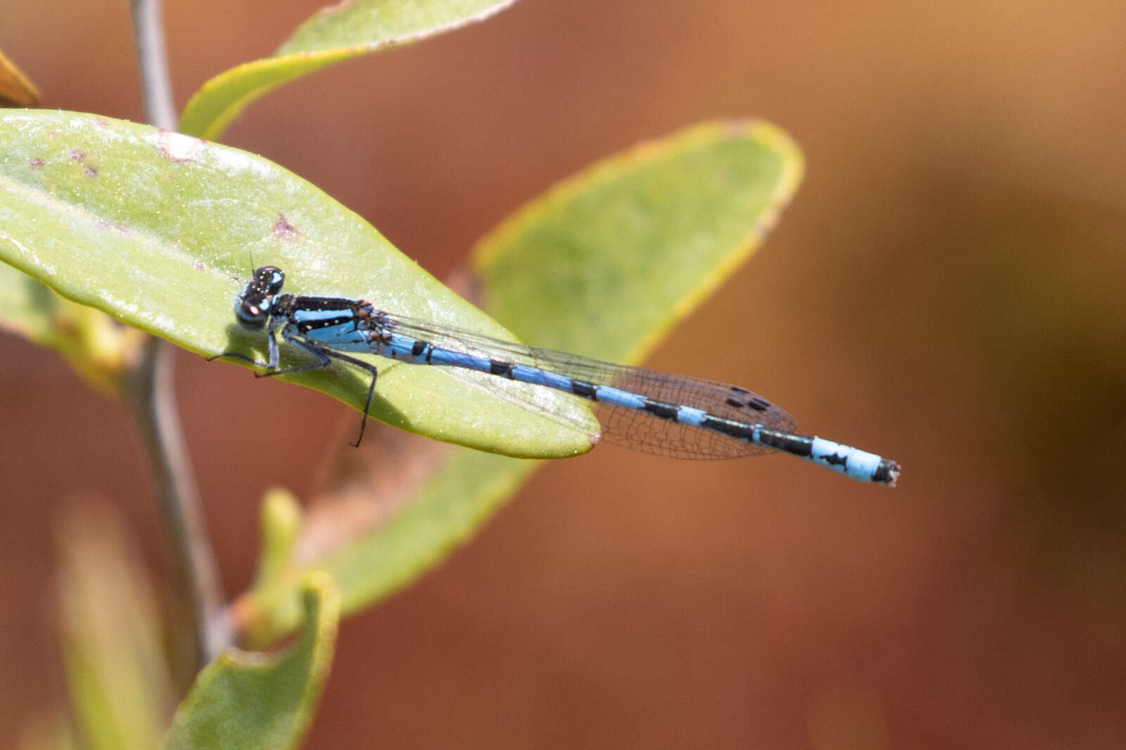 Image of New England Bluet