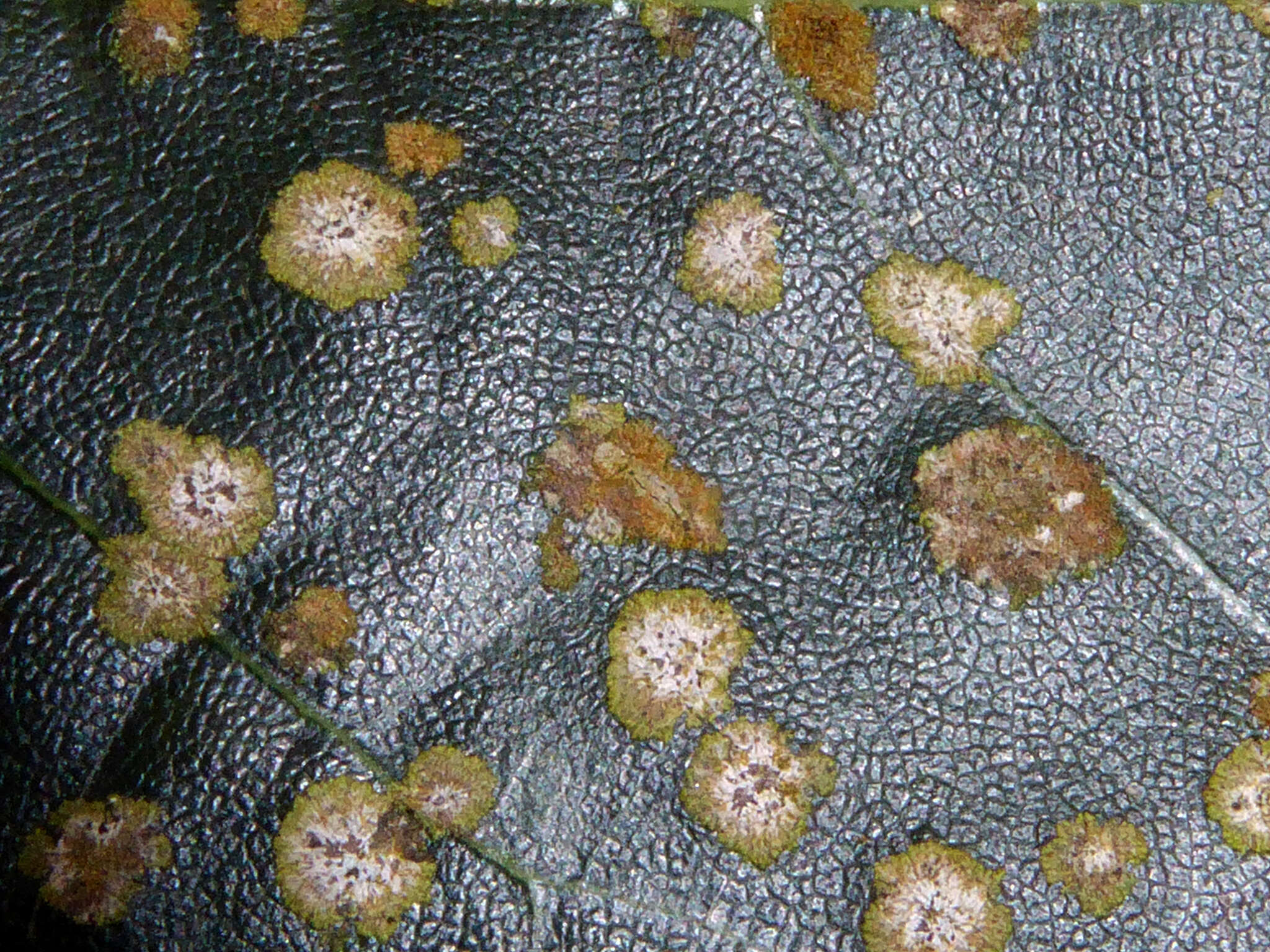 Image of strigula lichen