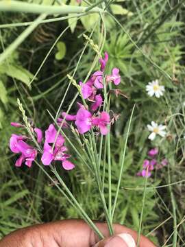 Plancia ëd Indigofera filifolia Thunb.