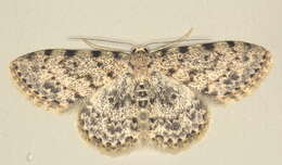 Image of Scopula nigrinotata Warren 1897