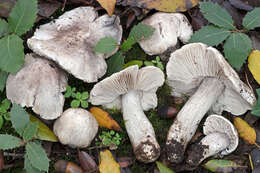 Image of Tricholoma bresadolanum Clémençon 1977